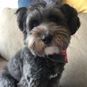 Meet your Posher, Connie and her dog Miss P!